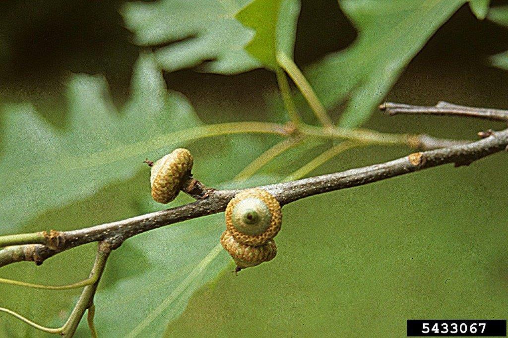 Spongy Moth fact Sheet Extension
